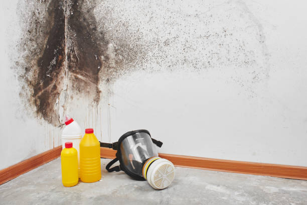 Attic Mold Removal in Lake Kiowa, TX