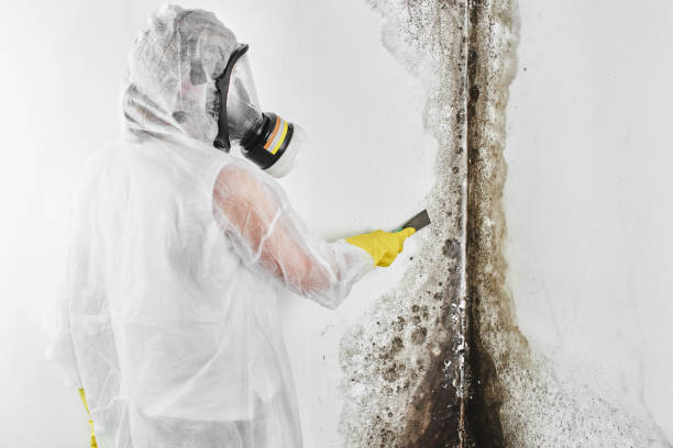 Best Mold Damage Repair  in Lake Kiowa, TX