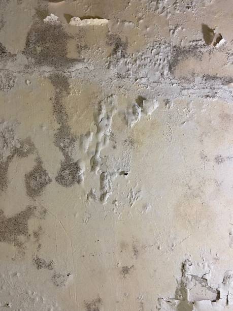 Crawl Space Mold Removal in Lake Kiowa, TX