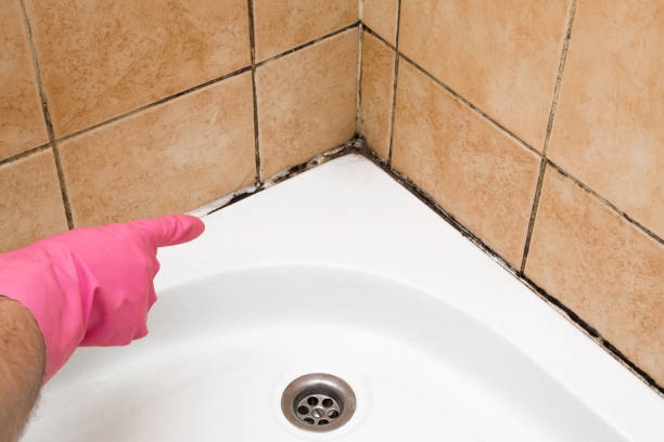 Best Attic Mold Removal  in Lake Kiowa, TX