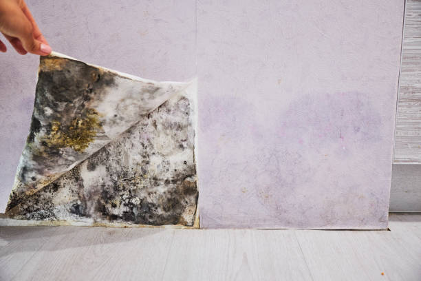 Best Attic Mold Removal  in Lake Kiowa, TX